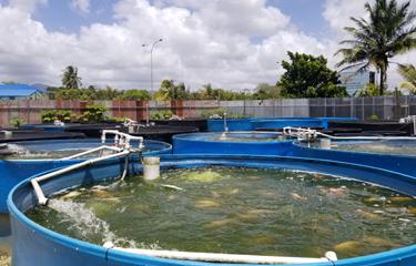De aquacultuursector van Trinidad en Tobago heeft het moeilijk om tegen de regionale trend in te gaa