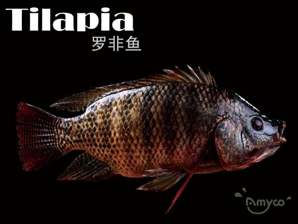 Tilapia vis van hoge kwaliteit