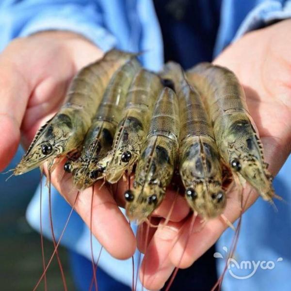 Vannamei Shrimp HOSO - 翻译中...